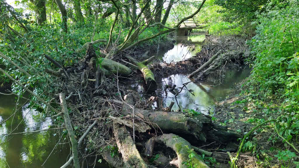 Photo of the woody debris